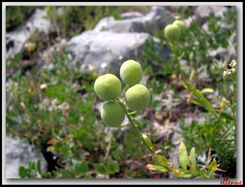 Alyssoides utriculata
